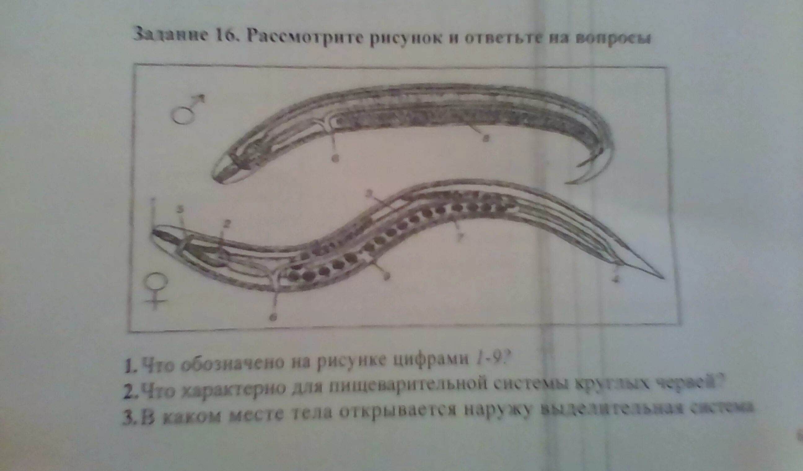 Круглые черви суждения. Круглые черви тест. Круглые черви половая система. Какой цифрой на рисунке обозначен взрослый червь. Большой круглый червь 30 метров.