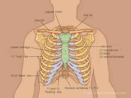 Body of rib