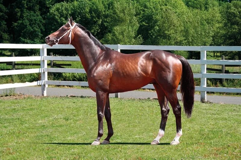 Фриз фризская лошадь. Английская скаковая порода лошадей. Лучший жеребец. Кигер мустанг гнедой. Лошади альянса.