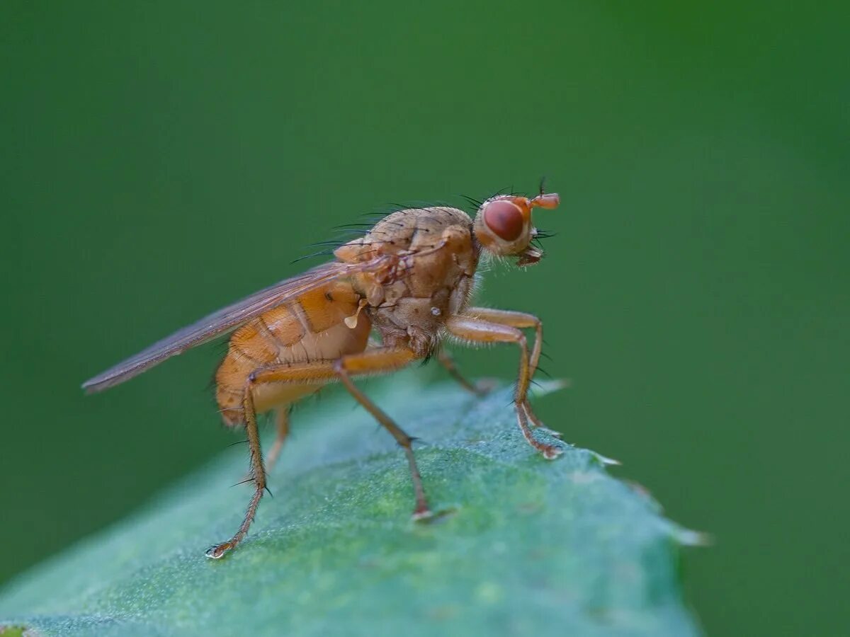 Отряд двукрылые мухи. Многоядная Муха-Горбатка. Двукрылые(Diptera). Муха (насекомое) Двукрылые. Москит двукрылый.