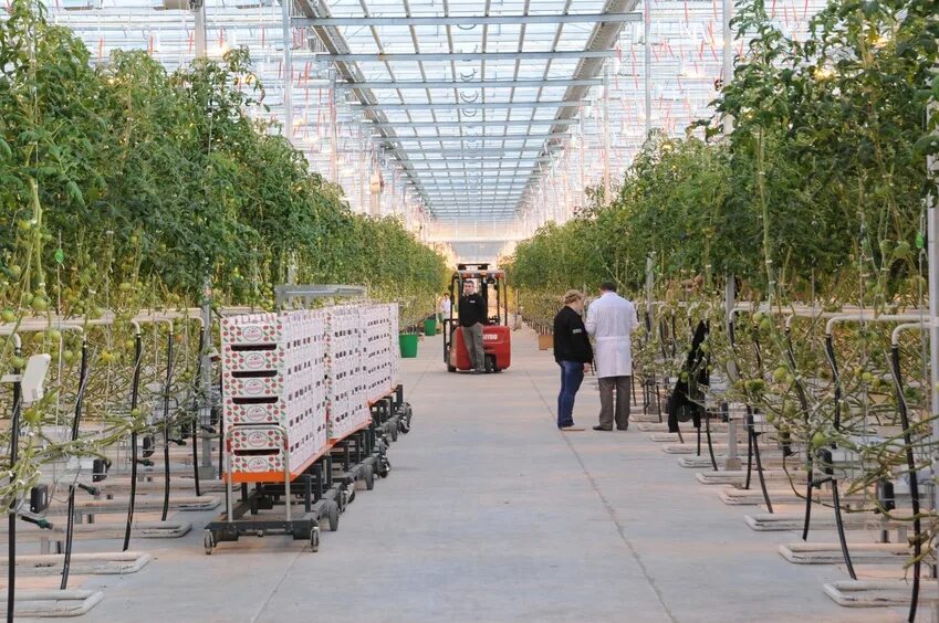 Схп теплицы белогорья. Работа теплицах белгороде. Тепличный комплекс гринхаус белгородская область. Теплицы белогорья белгород. Работа теплицах белгороде.