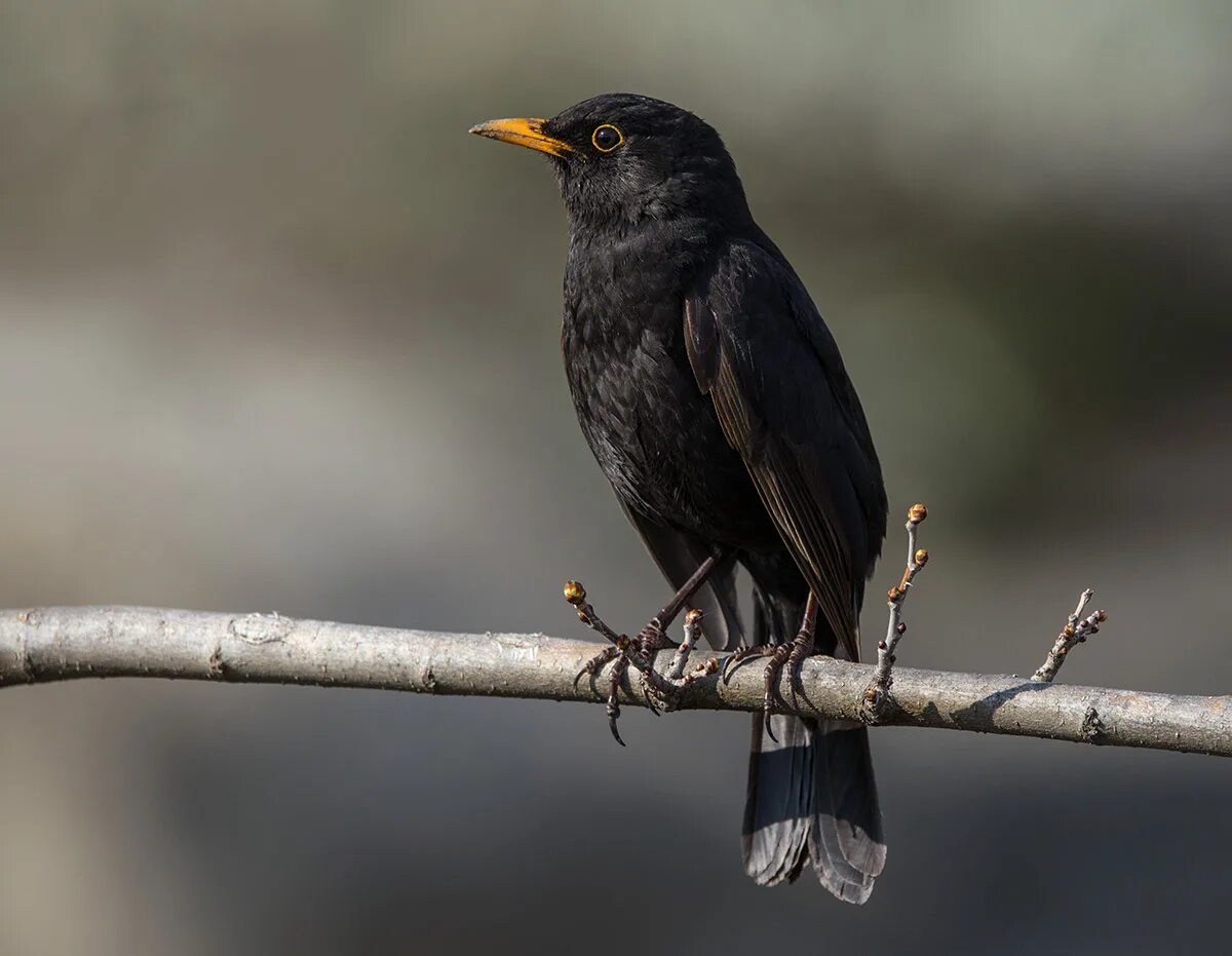 Blackbird bird