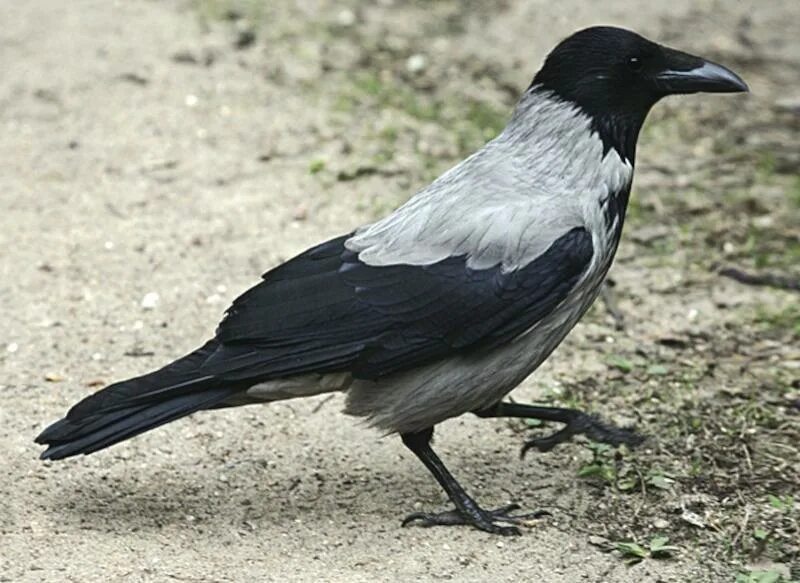 Серый ворон 7. Серая ворона птица. Ворона черная и серая. Черно серая ворона. Серая и черная вороны.