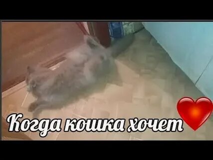 Кошка мяукает хочет кота