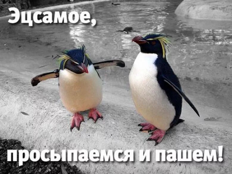 Утро день картинки прикольные. Доброе утро коллеги. С добрым утром коллеги прикольные. Удачного дня коллеги. Хорошего рабочего дня прикол.