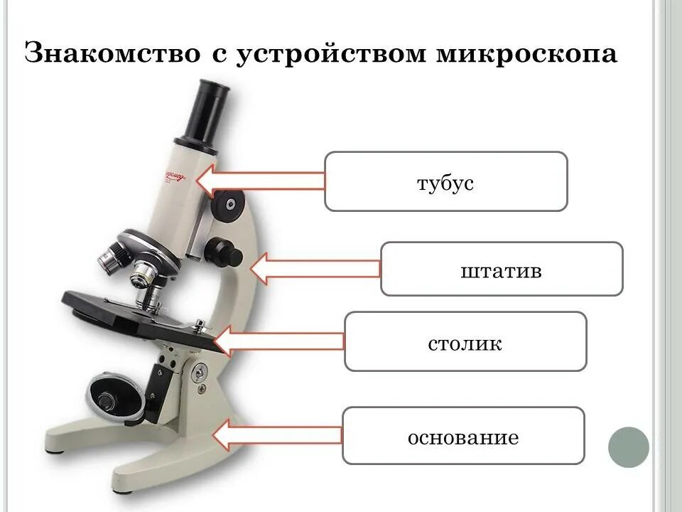 Тубус цифрового микроскопа. Световой микроскоп строение микровинт. Строение штатива микроскопа. Строение микроскопа основание функция. Конструкция микроскопа.