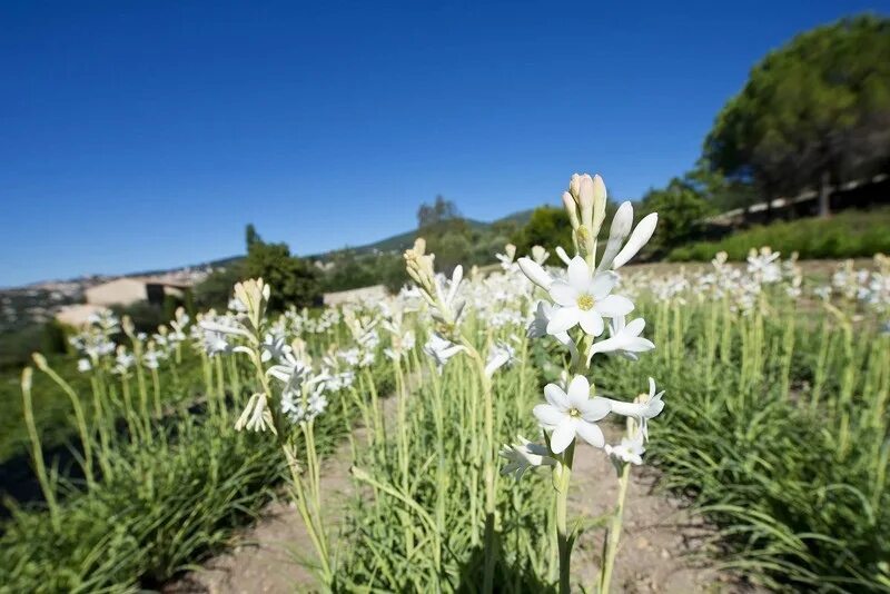 Tuberose. Полиантес Тубероза. Тубероза (полиантес клубненосный). Грасс Тубероза. Тубероза Жемчужина.