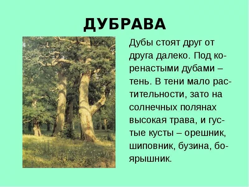 Тип текста дуб. Дуб для презентации. презентация на тему дуб. дубрава лес. дубрава дерево.