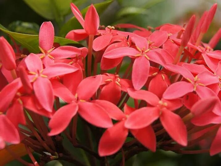 Иксора диагностические работы. Ixora chinensis. Иксора Филиппинская звезда. Иксора яванская. Иксора Бангкок Голд.