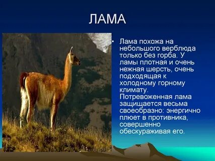 Сравнить верблюда и ламу