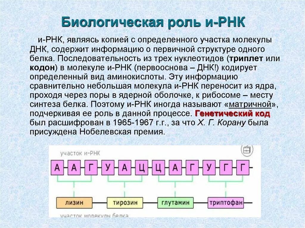 РНК. Биологическая роль РНК. Биологическая роль и структура РНК. Биологическая роль РНОКИ.