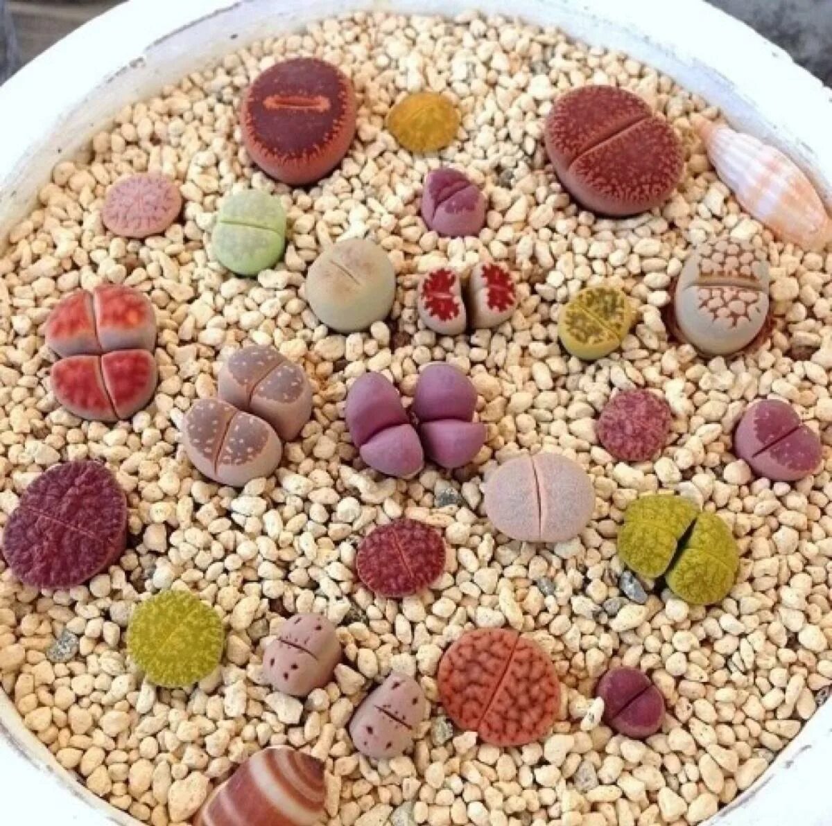Посадка семян литопсов. Lithops lesliei. Литопсы из семян. Литопс Джулии семена. Литопс Росток.