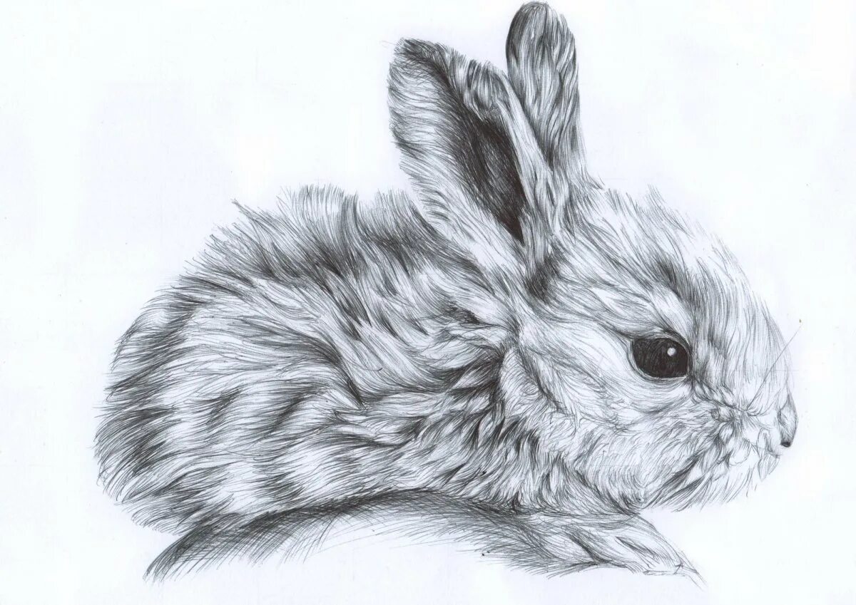 Кролик рисунок. Рисунки животных карандашом. Кролик рисунок карандашом. Рисунок зайчика карандашом для срисовки.