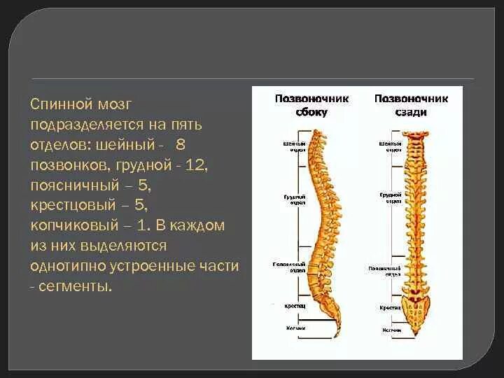 В позвоночнике выделяют отделы. Крестцовый отдел спинного мозга. Функции крестцового отдела спинного мозга. Копчиковый отдел спинного мозга. Названия отделов спинного мозга.