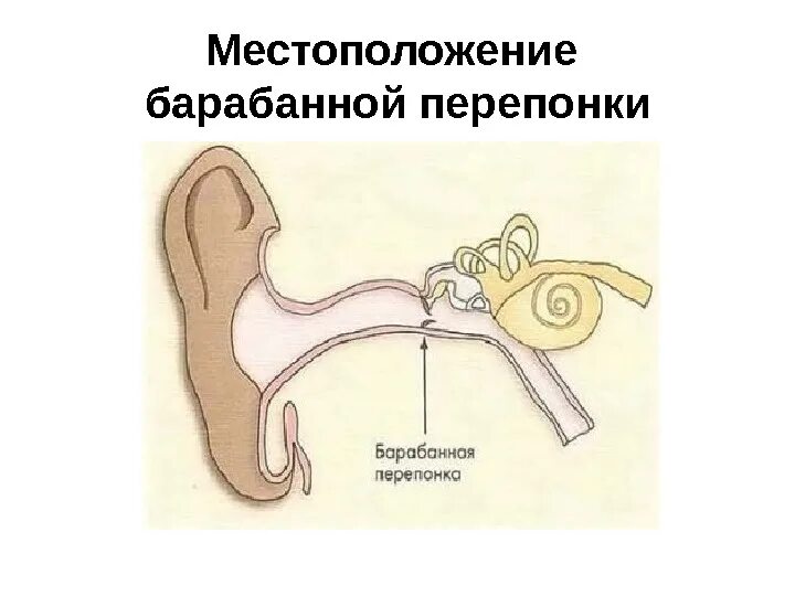 Перфорированная барабанная перепонка. Втянутость барабанной перепонки. Барабанная перепонка барабанное кольцо. Перфорация барабанной перепонки отоскопическая картина. Наличие барабанной перепонки