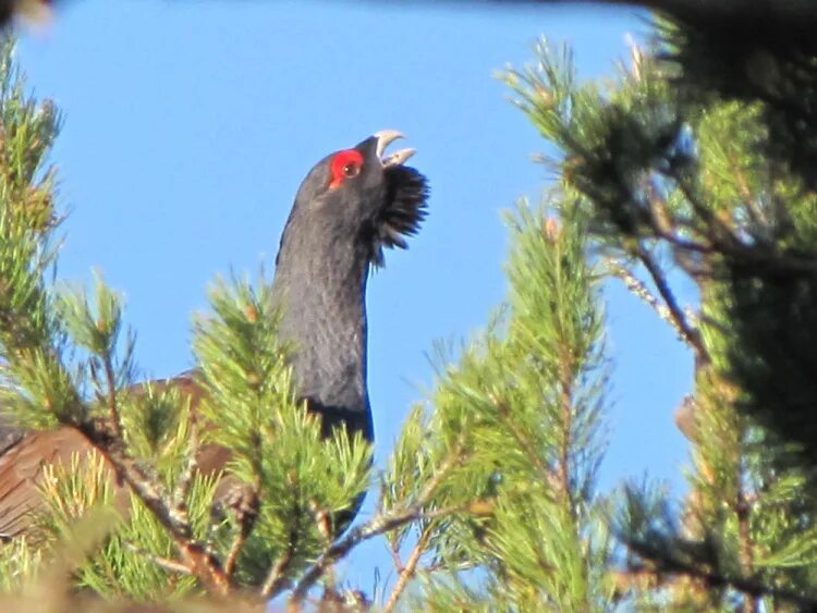 глухариные зори настойка фото. глухариная роща ибресинский. глухариные зори. глухарь на сосне. глухариные зори.