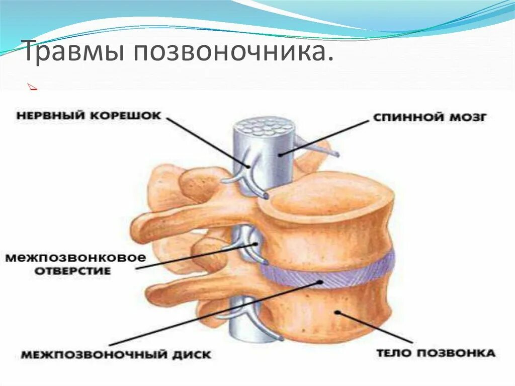 Сотрясение позвоночника. Повреждение позвоночника и спинного мозга. Типы повреждений спинного мозга.