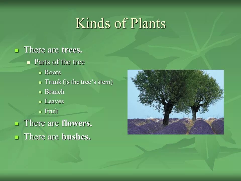 How many trees are there. How many trees are there