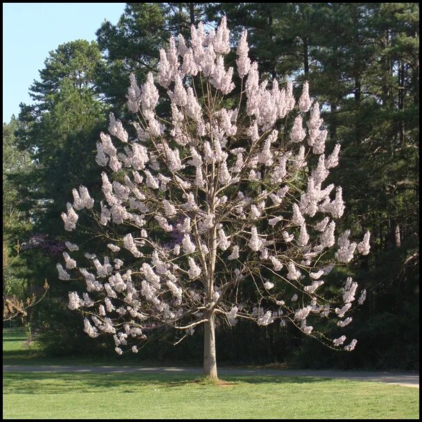 Perfect tree. Павлония Императорское дерево. Павловния войлочная или Императорское дерево.. Парк Галицкого дерево павлония. Павловния войлочная одиночное дерево.