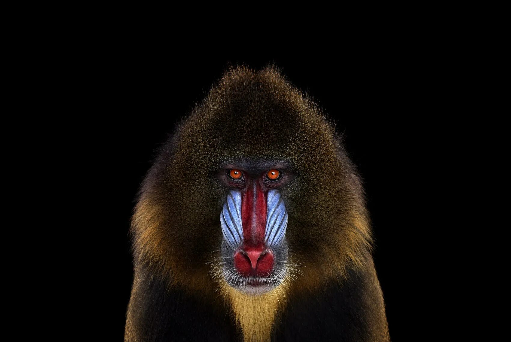 Саки бледный мандрил. Имя бабуин. Имя бабуин. Гамадрил и бабуин. Павиан бабуин.