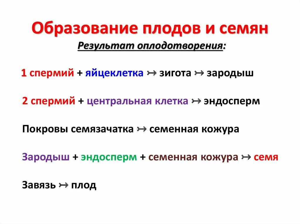 Почему плоды образуются. Образование семян и плодов 6 класс. Образование плодов и семян схема. Образование семян и плодов 6 класс биология. Этапы образования плодов.