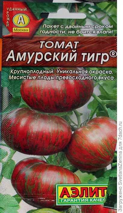 Томат сибирский розовый тигр характеристика и описание. Семена томат Амурский тигр. Томат тигровый полосатый. Томат Амурский тигр куст.