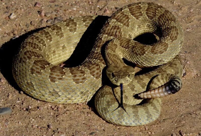 техасский гремучник. красный гремучник. Eastern diamondback. гобийская гремучая змея. гремучая змея (гремучник).