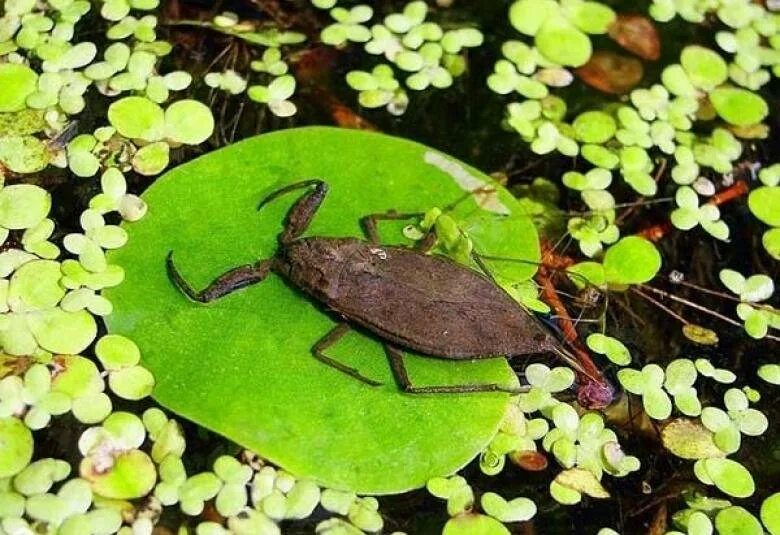 Водяной Жук Гладыш. Жук плавунец Гладыш. Водяной клоп Гладыш. Водяной клоп Гладыш укус.