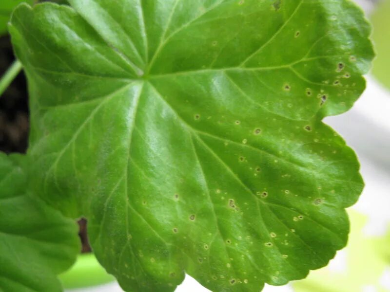 альтернариоз пеларгонии. кольцевая пятнистость пеларгонии. бактериальная пятнистость у герани. хлороз герани. альтернариоз, церкоспороз.