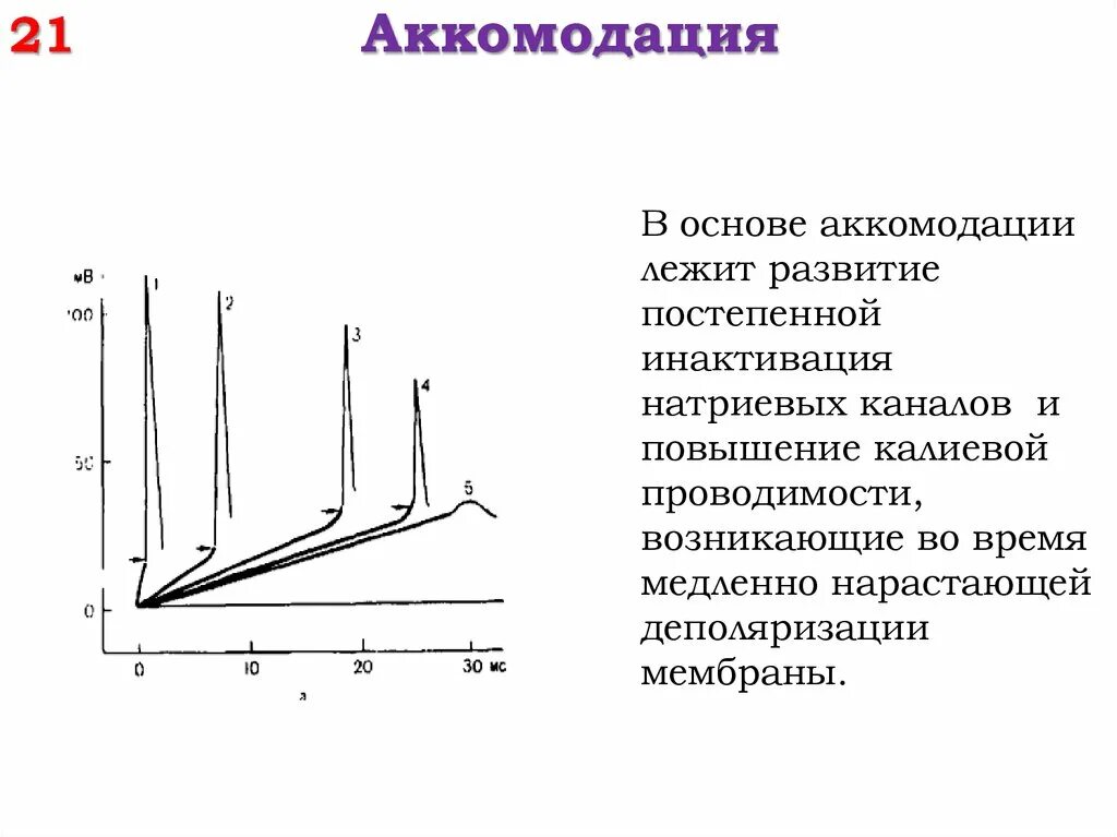 В условиях нарастания. Аккомодация возбудимых тканей. Явление аккомодации возбудимой ткани. Аккомодация физиология возбудимых тканей. Закон аккомодации физиология.