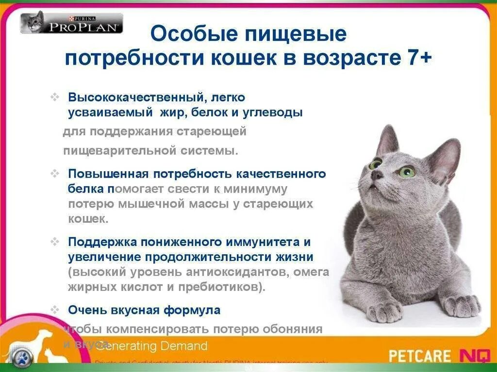 Сколько раз в день нужно кормить котят