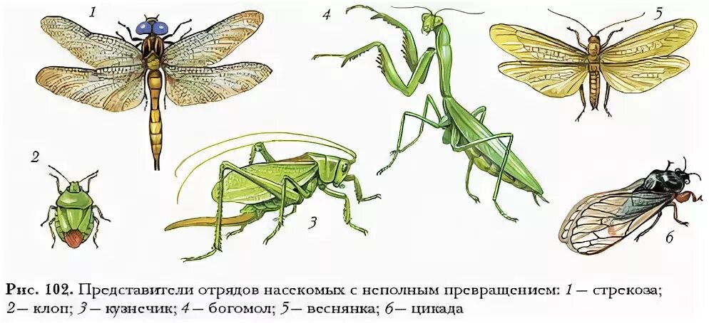 Какой тип развития характерен для цикады. Отряды насекомых с полным и неполным превращением. Неполным превращением Прямокрылые представители. Отряды насекомых развивающихся с неполным превращением. Представители насекомых с неполным превращением.