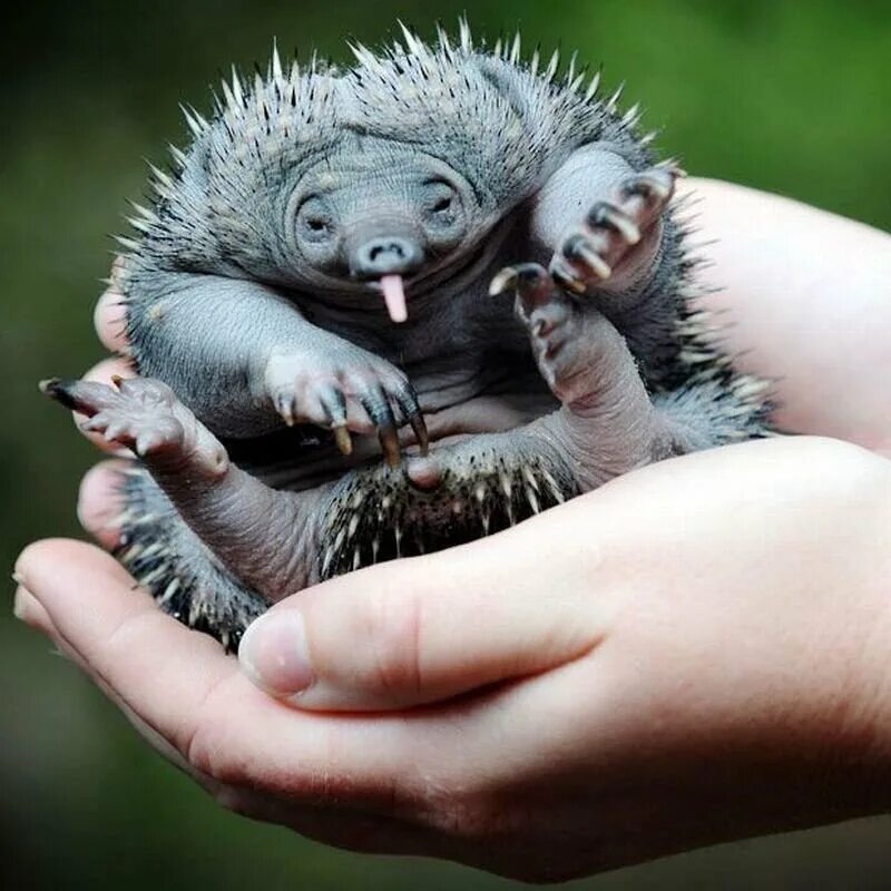 Ехидность. Австралийская ехидна Детеныши. Австралийская ехидна (Tachyglossus aculeatus). Ехидна сумчатое животное. Ехидна детеныш.