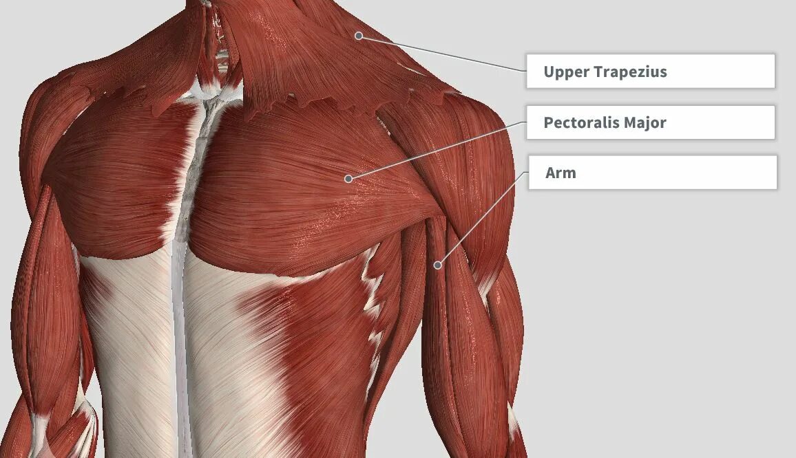 Musculus pectoralis Major Minor. Pectoralis Major мышца. Musculus pectoralis Major анатомия. Pectoralis Major muscle Anatomy.