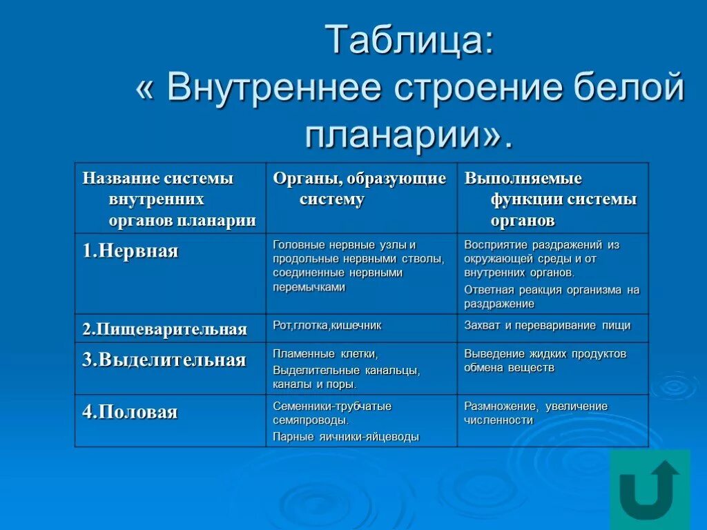 Какая часть белой планарии выполняет двигательную функцию. Системы органов белой планарии таблица. Табл системы органов белой планарии. Строение и функции систем органов плоских червей таблица 7. Системы органов белой планарии таблица 7 класс биология.