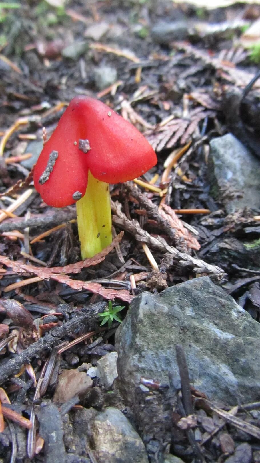 Гигроцибе коническая (Hygrocybe conica). Красные грибы Гигроцибе. Маленькие красные грибы. Самые красивые красные грибы. Пост красный гриб