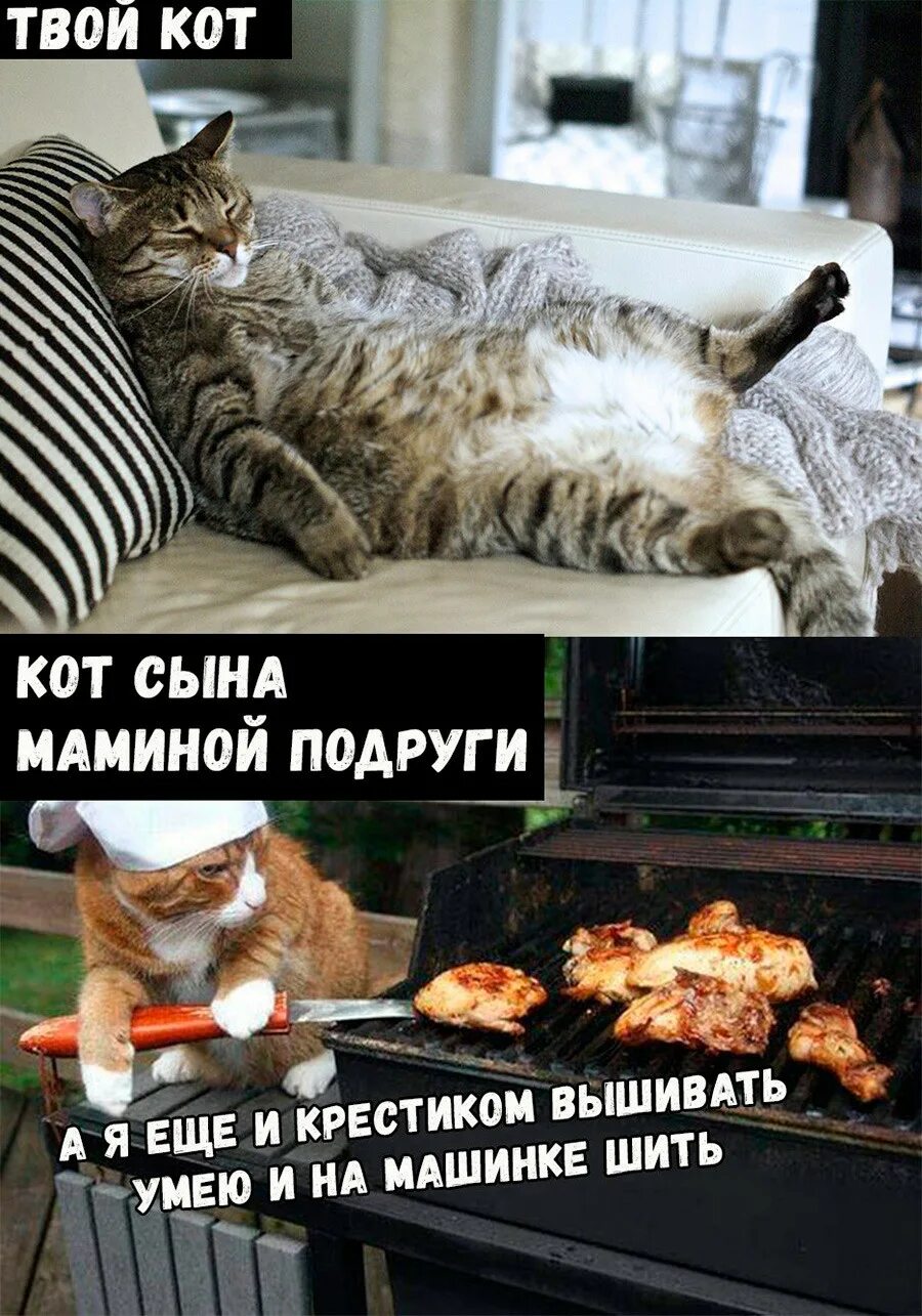 Создать мем с котами. Катава мемы. котики смешные мемы. мем кэт.