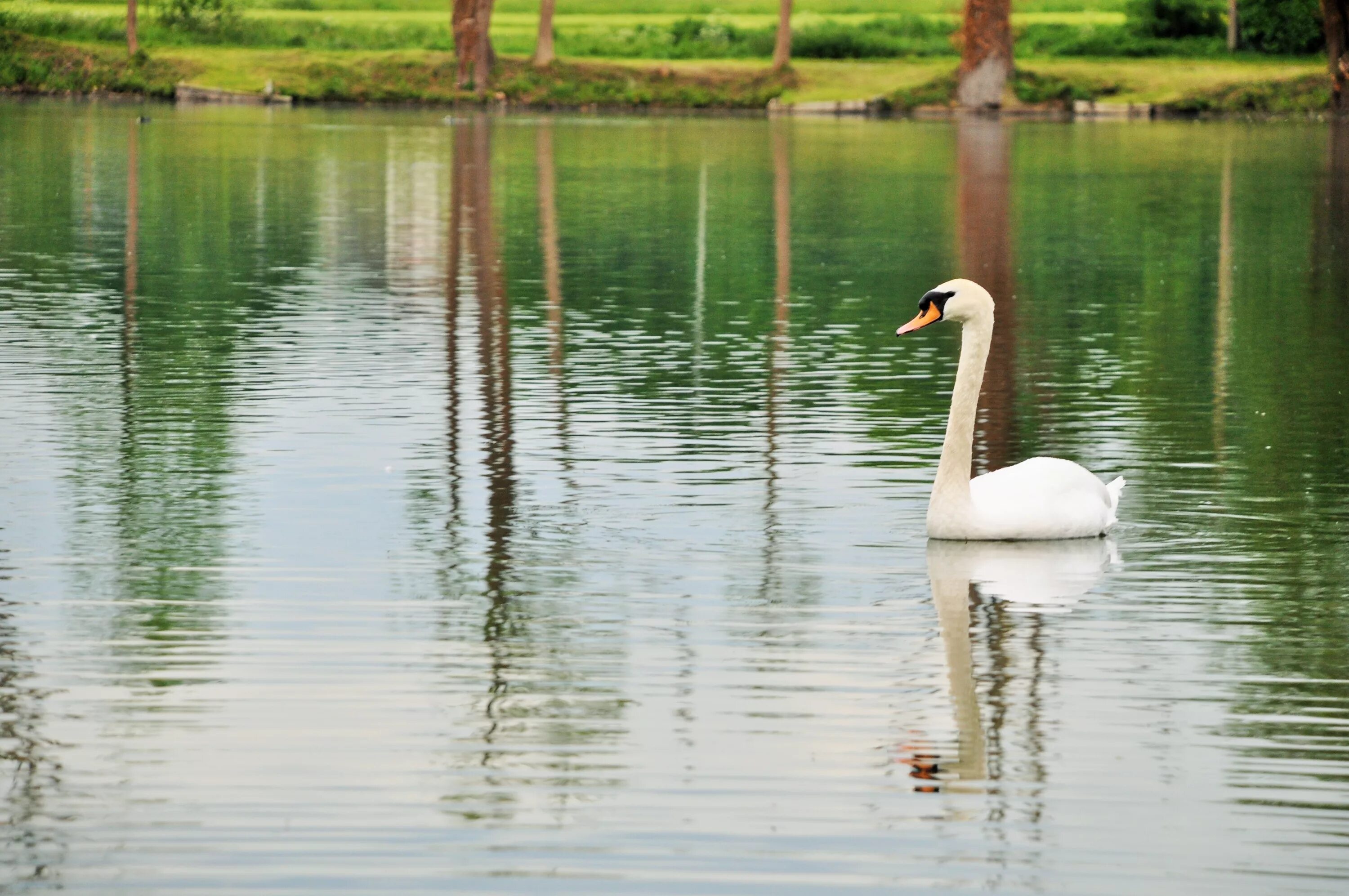 Лебеди в пруду. Лебеди на озере. Природа озеро лебеди. Красивые лебеди на пруду.