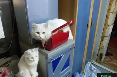 Найденные коты в твери