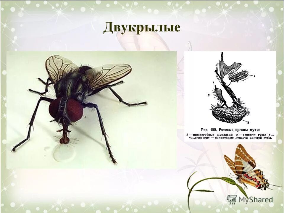 Отряд двукрылые крылья. Бабочки равнокрылые двукрылые блохи. Ротовой аппарат двукрылых насекомых. Тип ротового аппарата у двукрылых. Двукрылые насекомые тип ротового аппарата.