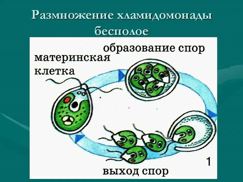 Размножение водоросли биология. Процесс бесполого размножения хламидомонады. Схема полового размножения хламидомонады. Половое размножение хламидомонады схема. Рисунок бесполое размножение хламидомонады.