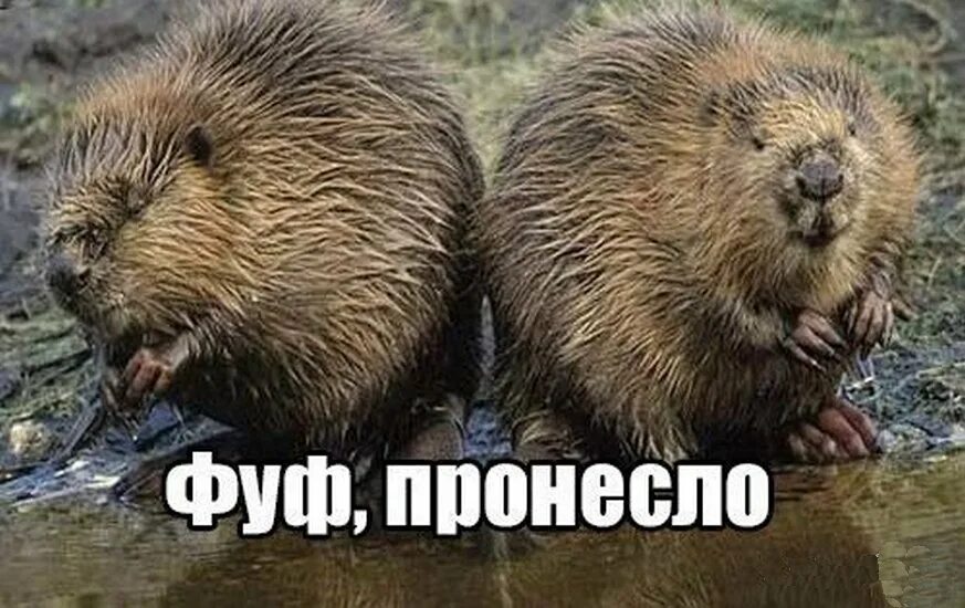 Бобры вместе. Забавные бобры. Блог два бобра. Бобры пара. Бобер и бобриха.