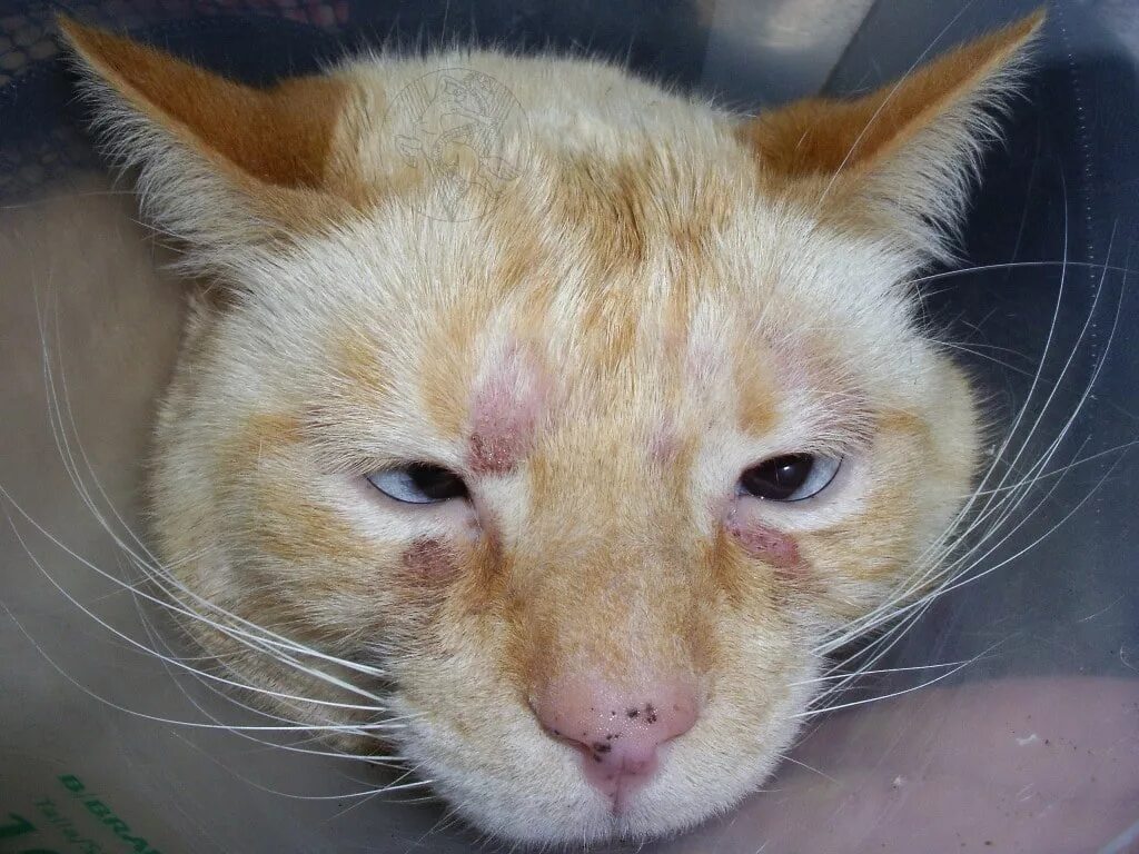 Аллергия на кошек. Катаральный конъюнктивит у кота. Милиарный дерматит у котов. Милиарный (папулокрустозный) дерматит.