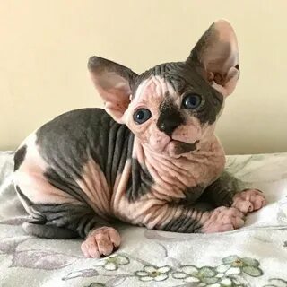 Маленькие котята сфинкс
