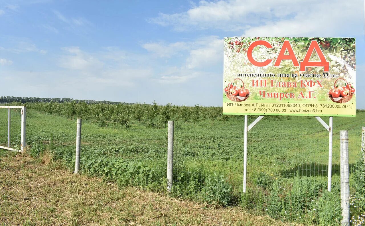 Купить саженцы белгородской области. Питомники Белгородской области. Питомник растений Белгородский район. КФХ Белгородской области. Питомник растений КФХ сад.