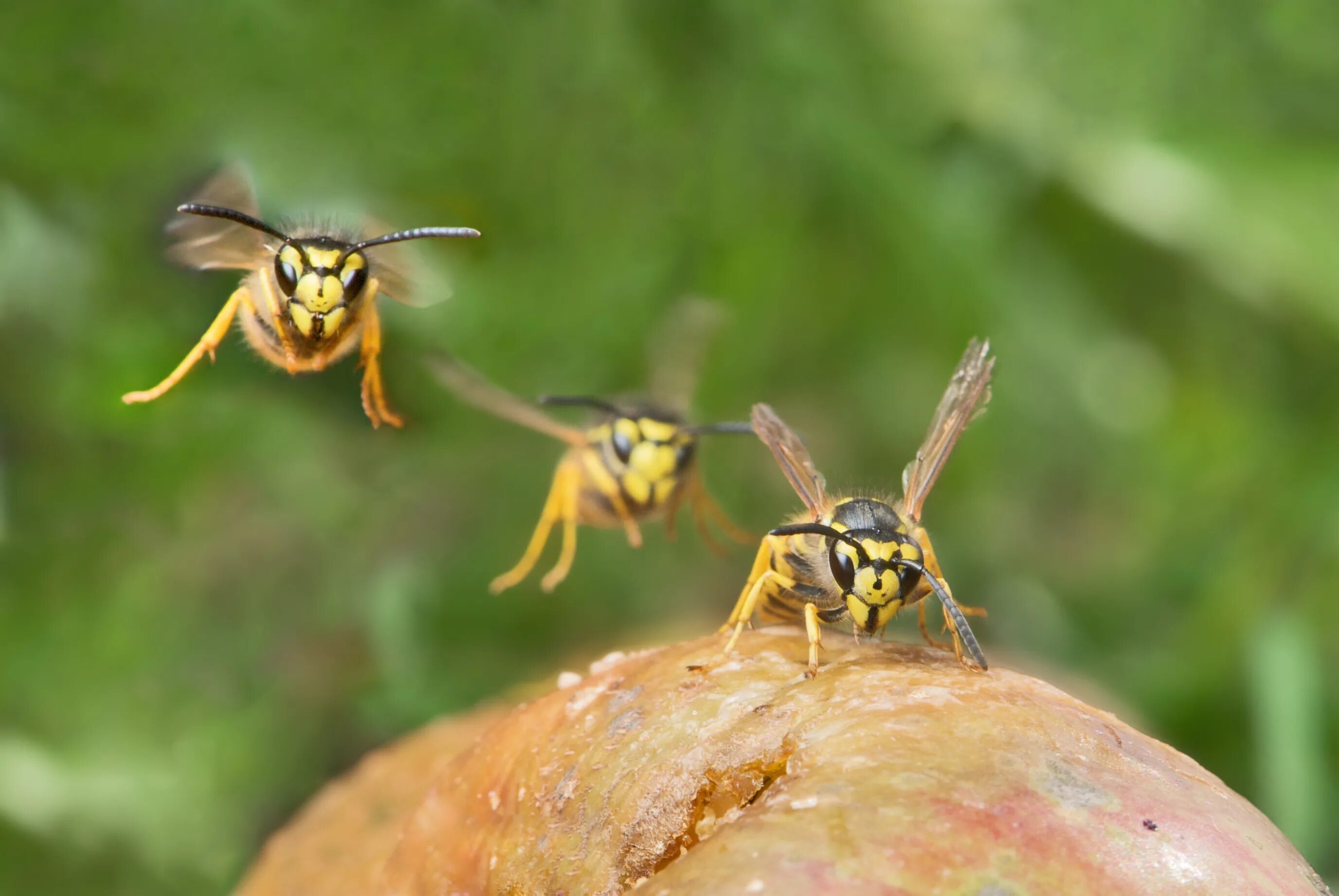 Нападение насекомых. Мексиканская медоносная Оса. Пчела и Оса. Оса атакует. Дикая Оса.