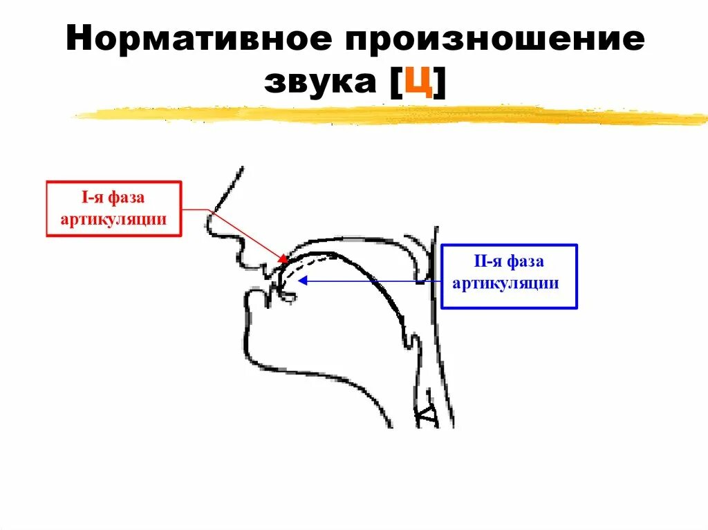 Правильная артикуляция свистящих звуков. Артикуляция звука с. Логопедические профили свистящих звуков при правильном произношении. Произношение звука ц. Произношение звука ц.