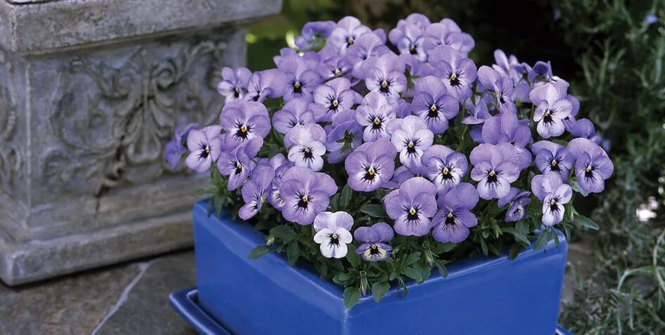 Фиалка рогатая ребекка кавтхорн. Фиалка рогатая флорал пауэр. Петуния пендолино еллоу центр. Фиалка рогатая еллоу. Фиалка рогатая коломбина.