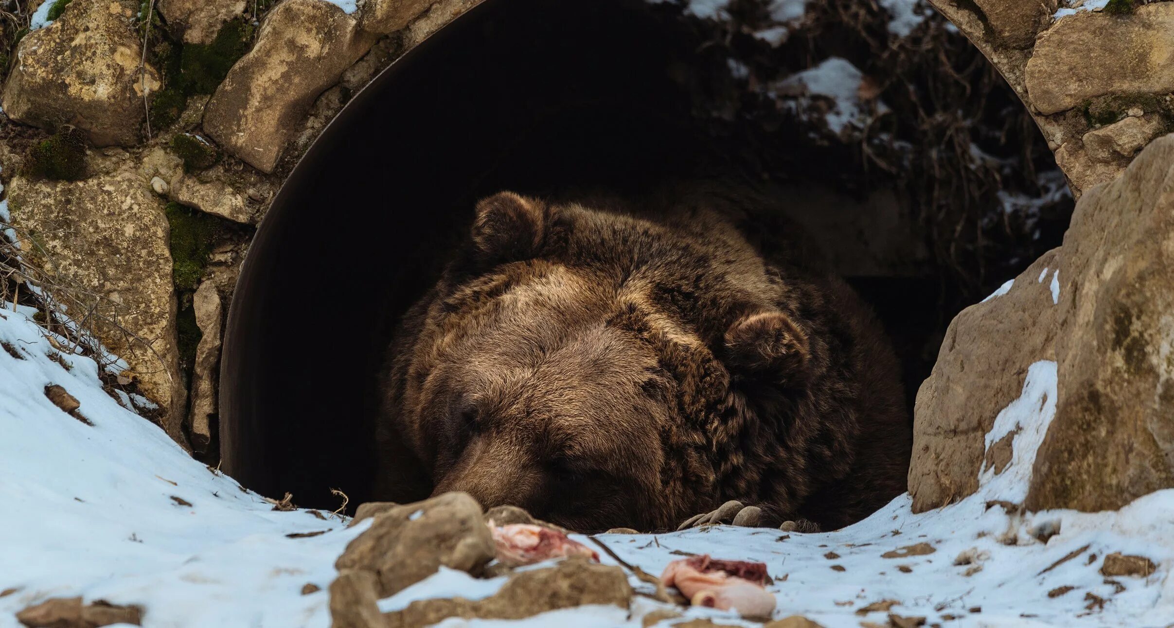 Бурый медведь в берлоге. Медвежья Берлога. Медведь Гризли в берлоге. Бурый медведь в спячке.