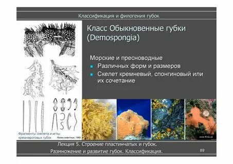 Скелет губки